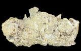 Unique, Druzy Agatized Fossil Coral Geode - Florida #66838-2